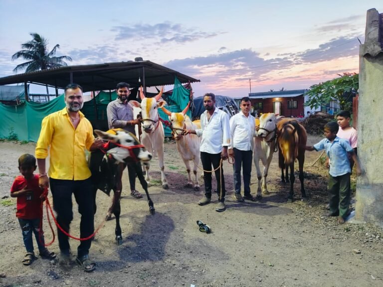 आंबेगाव तालुक्यातील काठापूर बुद्रुकमध्ये श्रावणी बैलपोळ्याचा उत्साह  बैलांची गावातून मिरवणूक; महिलांकडून औक्षण करून पुरणपोळीचा नैवेद्य
